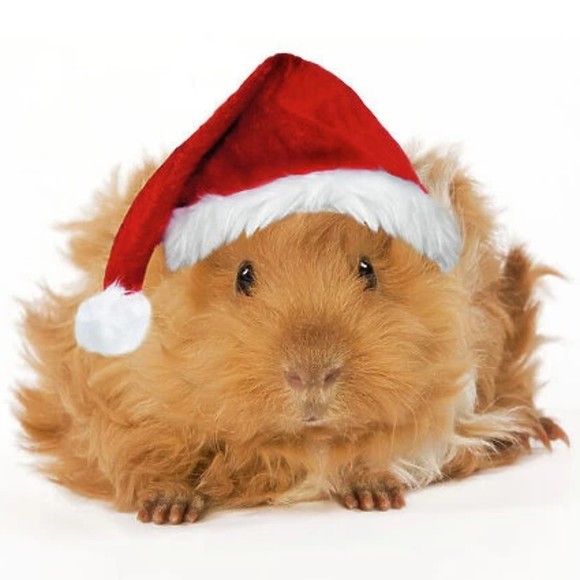 festiveguinea